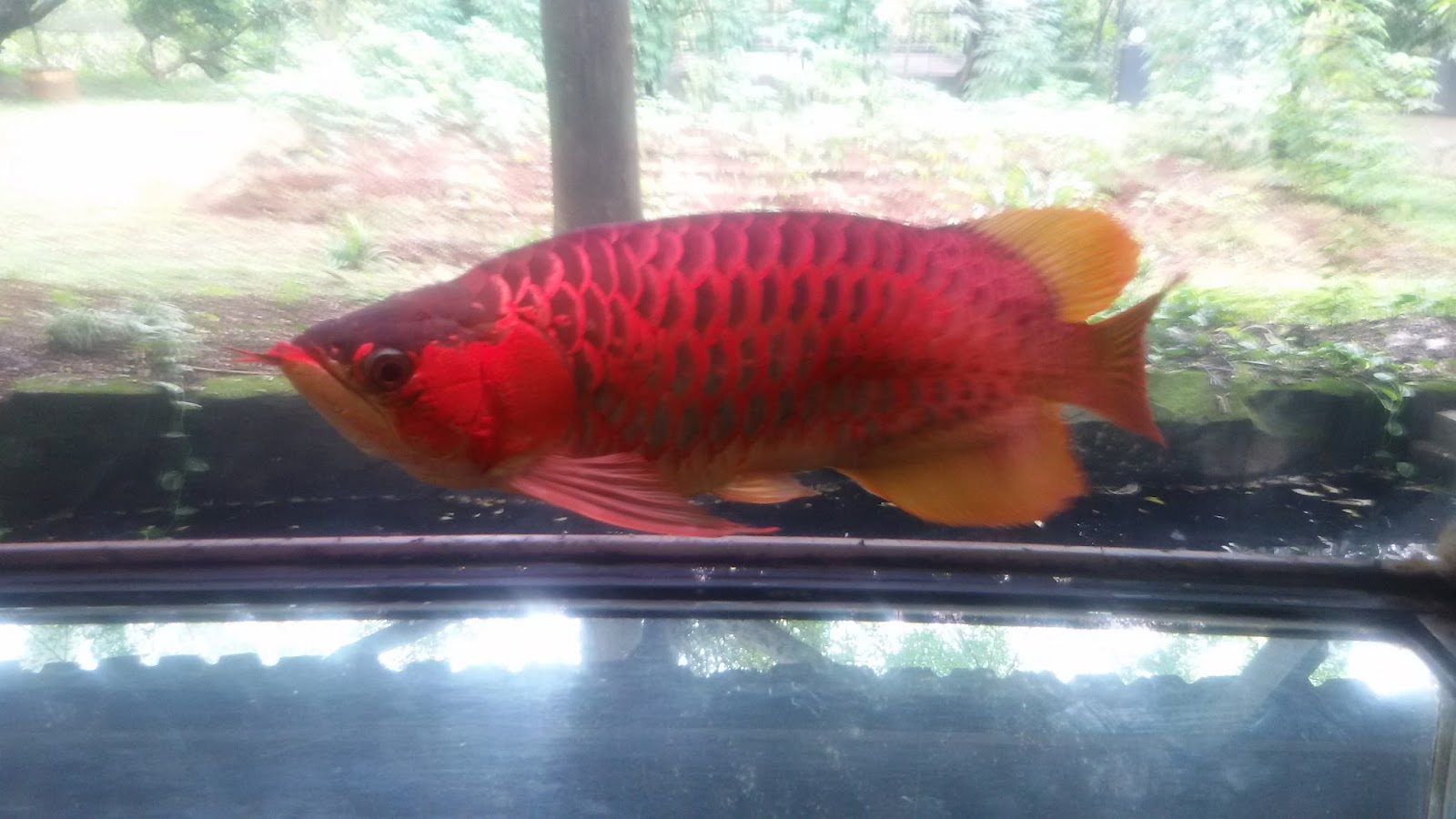 Mau Rekreasi Bersama Keluarga? Ke Telaga Arwana Saja 7