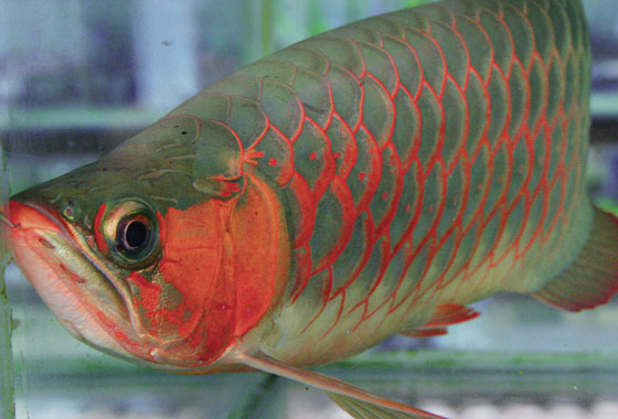 Mau Rekreasi Bersama Keluarga? Ke Telaga Arwana Saja 8