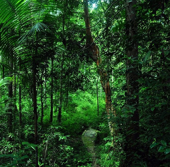 Asyiknya Melakukan “Bird Watching” di Taman Wisata Alam Sorong Papua Barat 3 Asyiknya Melakukan “Bird Watching” di Taman Wisata Alam Sorong Papua Barat 3