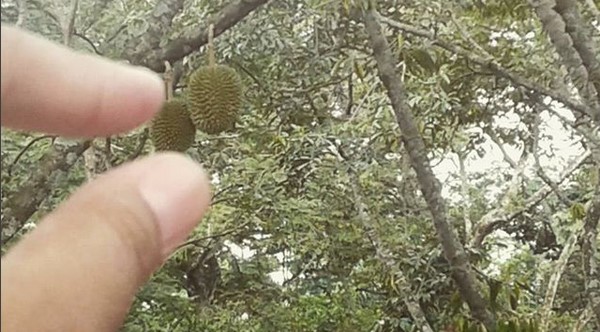 Variatifnya Berbagai Macam Durian di Lokasi Wisata Watu Simbar Semarang 3