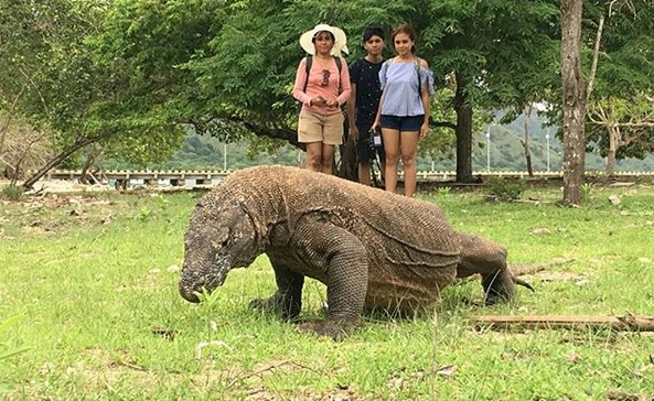 Aktifitas Apa Yang Bisa Kamu Lakukan di Pulau Komodo? Simak Ini 7 Aktifitas Apa Yang Bisa Kamu Lakukan di Pulau Komodo? Simak Ini 7