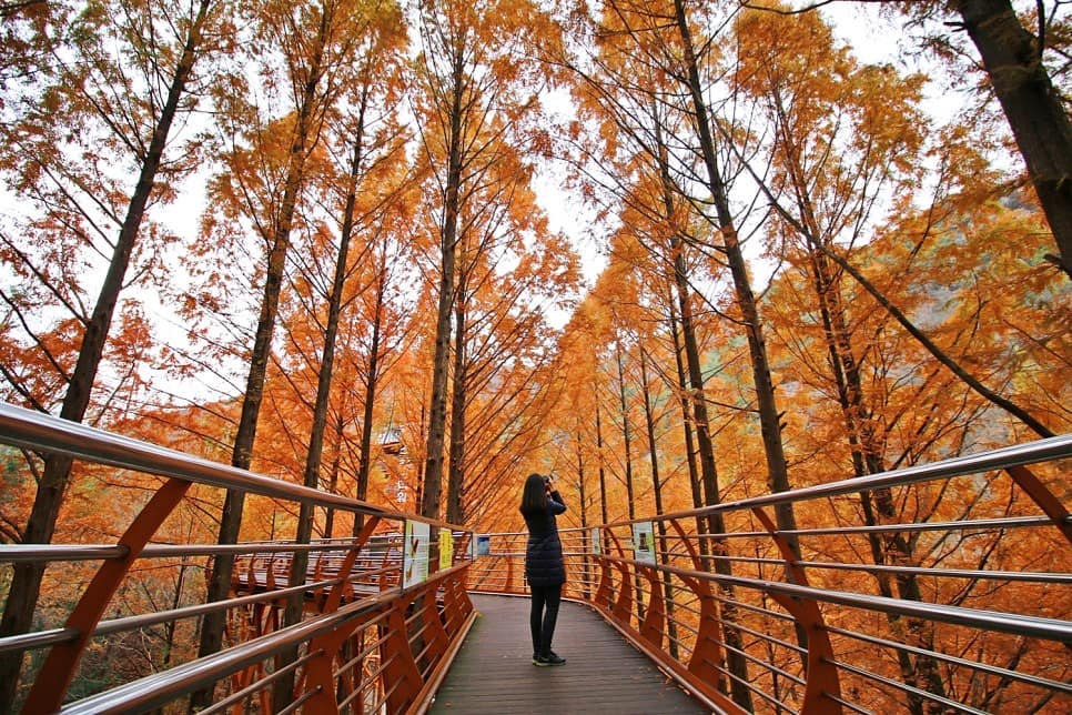 Jalan-Jalan Ke Korea Ala Backpacker, Simak Tips Seru dan Hemat Ini! 1
