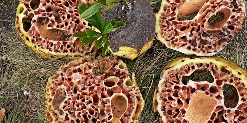 10 Daftar Pilihan Souvenir Khas Daerah Papua Yang Sangat Unik dan Cantik Wajib Dibawa Pulang 7 10 Daftar Pilihan Souvenir Khas Daerah Papua Yang Sangat Unik dan Cantik Wajib Dibawa Pulang 7