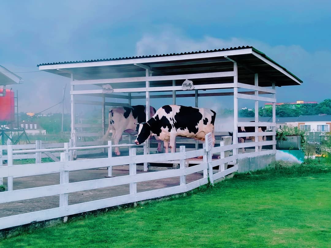 Medan Punya Spot Foto Mirip di Belanda, Merci Barn Namanya. Yuk Lihat! 5