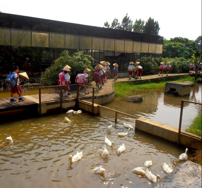 Jalan Jalan ke Kuntum Farm Field Bogor 3 Jalan Jalan ke Kuntum Farm Field Bogor 3