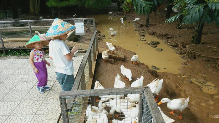 Jalan Jalan ke Kuntum Farm Field Bogor 10 Jalan Jalan ke Kuntum Farm Field Bogor 10