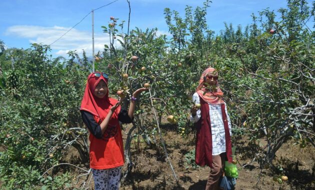 Berapa Harga Tiket Wisata Petik Apel di Batu? Baca Ini 2