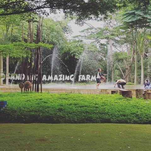 D Kandang Amazing Farm, Ajak Anak Liburan Disini 1