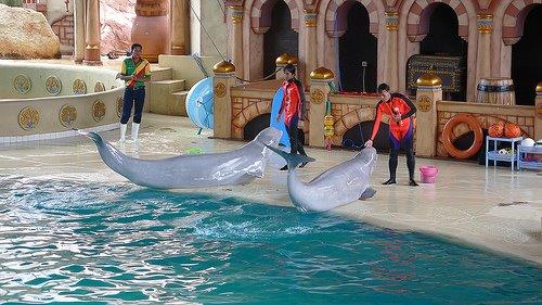 Sebelum Ke Gelanggang Samudra Ancol, Simak Dulu 7 Fakta Menarik Ini 2