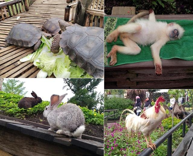 Farm House Susu Lembang, Wisata Bermain dan Edukasi Hits di Bandung 6 Farm House Susu Lembang, Wisata Bermain dan Edukasi Hits di Bandung 6