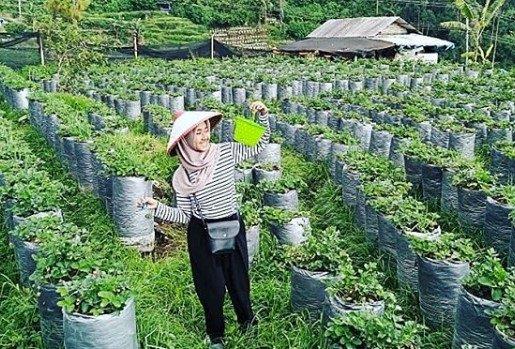 Inilah 8 Aktifitas Keren Saat di Kebun Strawberry Ciwidey 1 Inilah 8 Aktifitas Keren Saat di Kebun Strawberry Ciwidey 1