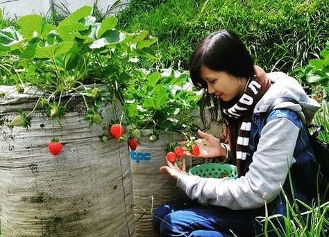 Inilah 8 Aktifitas Keren Saat di Kebun Strawberry Ciwidey 2 Inilah 8 Aktifitas Keren Saat di Kebun Strawberry Ciwidey 2