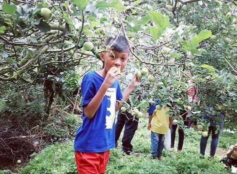 Ingin Petik Apel Sendiri di Malang? Inilah 4 Lokasi Paling Recommended! 1