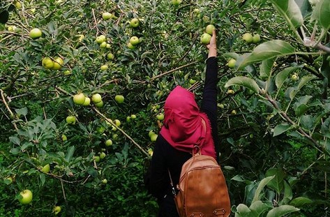 Ingin Petik Apel Sendiri di Malang? Inilah 4 Lokasi Paling Recommended! 2