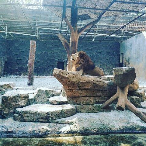 Ini Dia Suasana Kebun Binatang Bandung 10 Ini Dia Suasana Kebun Binatang Bandung 9