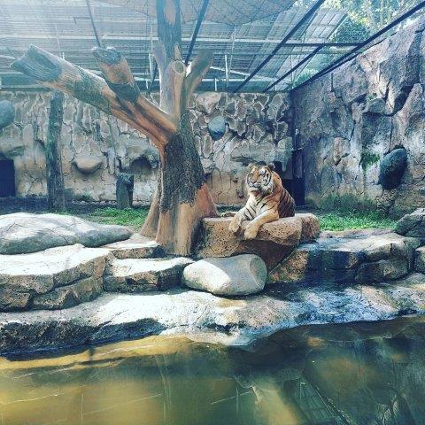 Ini Dia Suasana Kebun Binatang Bandung 8 Ini Dia Suasana Kebun Binatang Bandung 7