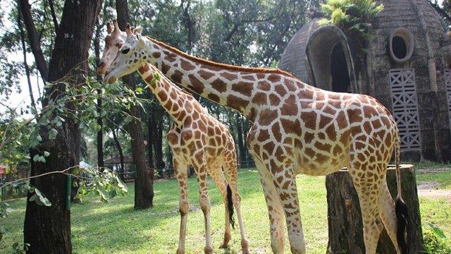 Inilah 10 Hal Menarik di Kebun Binatang Ragunan Jakarta yang Membuat Liburan Berkesan 1 Inilah 10 Hal Menarik di Kebun Binatang Ragunan Jakarta yang Membuat Liburan Berkesan 1