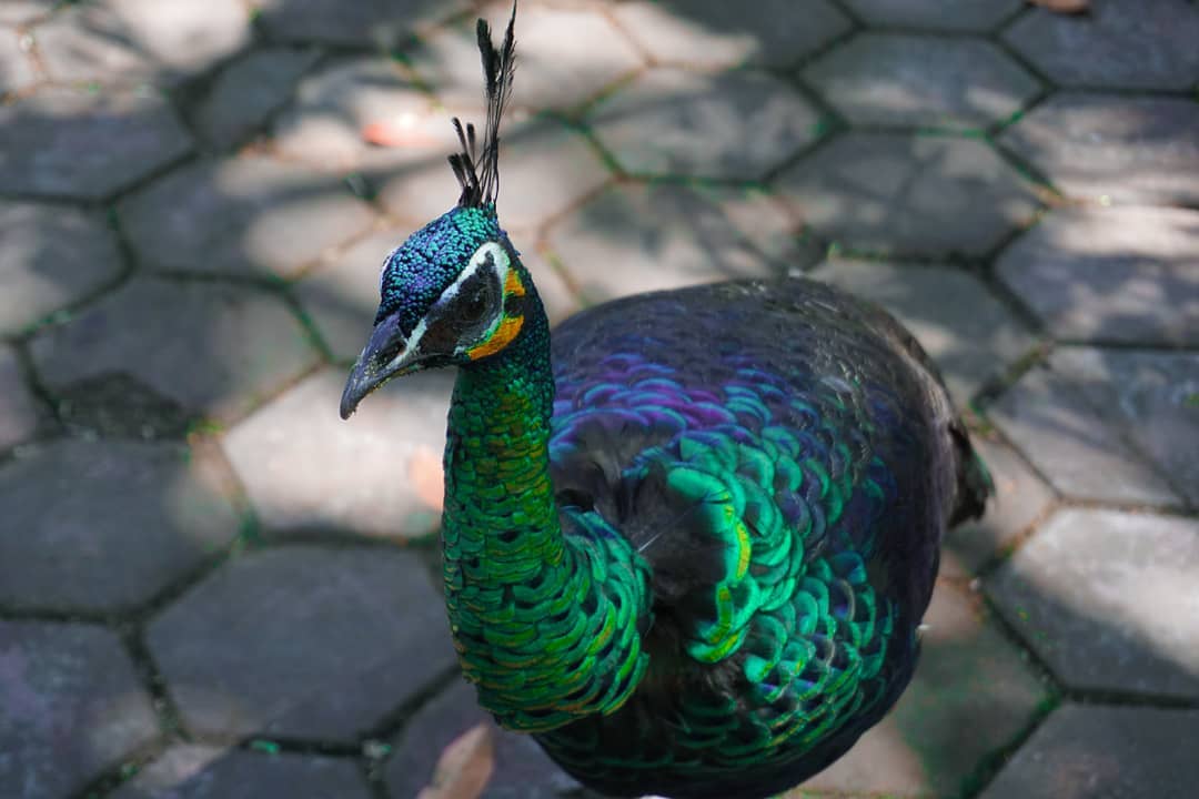Ini Dia Suasana Kebun Binatang Bandung 2 Ini Dia Suasana Kebun Binatang Bandung 1