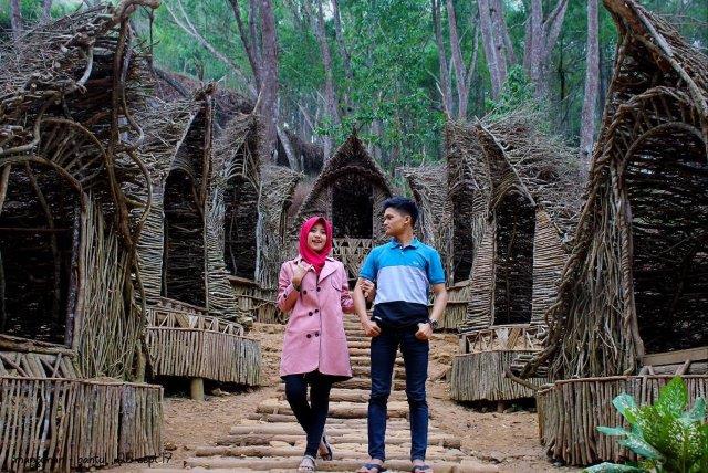 Hutan Pinus Imogiri Mangunan Dlingo Bantul Yogyakarta 8 Hutan Pinus Imogiri Mangunan Dlingo Bantul Yogyakarta 8