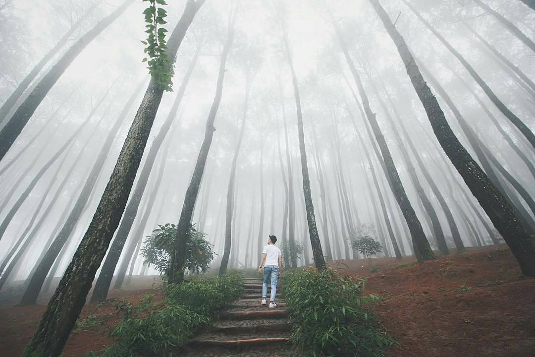 Hutan Pinus Imogiri Mangunan Dlingo Bantul Yogyakarta 7 Hutan Pinus Imogiri Mangunan Dlingo Bantul Yogyakarta 7