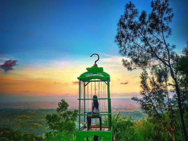 Hutan Pinus Imogiri Mangunan Dlingo Bantul Yogyakarta 5 Hutan Pinus Imogiri Mangunan Dlingo Bantul Yogyakarta 5