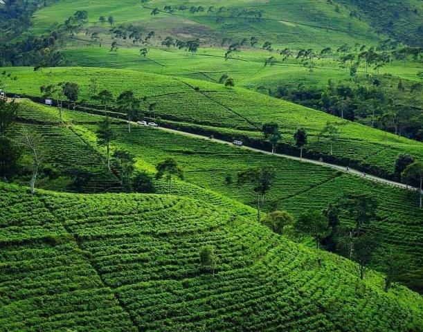 Wisata Kebun Teh Kemuning Karanganyar 1