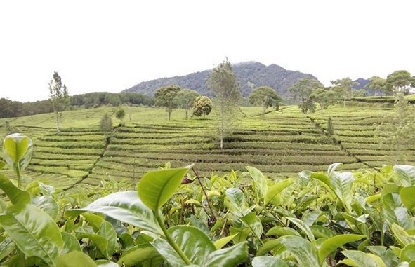 Segarnya Berwisata di Hamparan Kebun Teh Sukawana Bandung 7