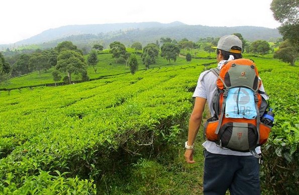 Segarnya Berwisata di Hamparan Kebun Teh Sukawana Bandung 8