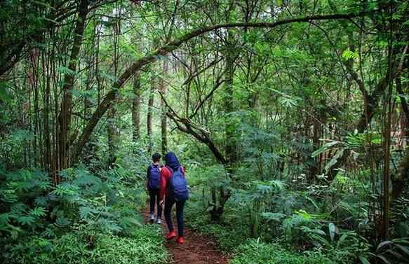 Mengunjungi Rumah Pohon di Tengah Hutan Taman Buru Masigit Kareumbi 4 Mengunjungi Rumah Pohon di Tengah Hutan Taman Buru Masigit Kareumbi 3
