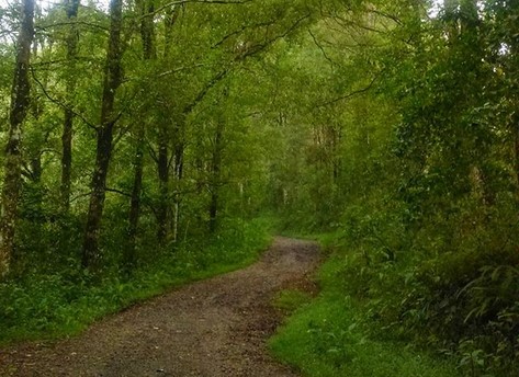 Mengunjungi Rumah Pohon di Tengah Hutan Taman Buru Masigit Kareumbi 7 Mengunjungi Rumah Pohon di Tengah Hutan Taman Buru Masigit Kareumbi 6