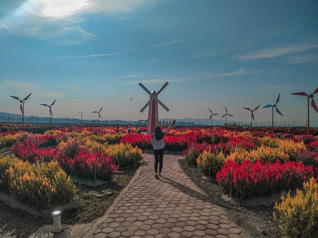 Baru Dibuka! Taman Bunga Axelia di Pinggir Rawa Pening Ambarawa Semarang 4