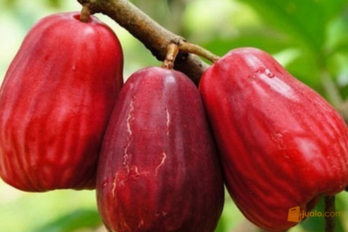 10 Oleh Oleh Khas Jombang Yang Banyak Diburu Pelancong 9 10 Oleh Oleh Khas Jombang Yang Banyak Diburu Pelancong 9