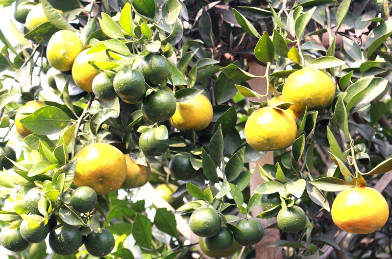 Selain Dodol, Ini Dia 10 Oleh-Oleh Khas Garut Yang Wajib Diburu 1