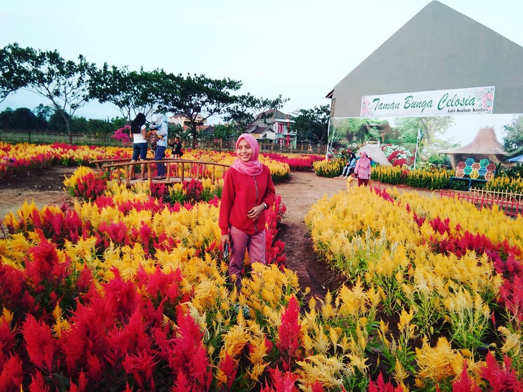 Taman bunga celosia kudus