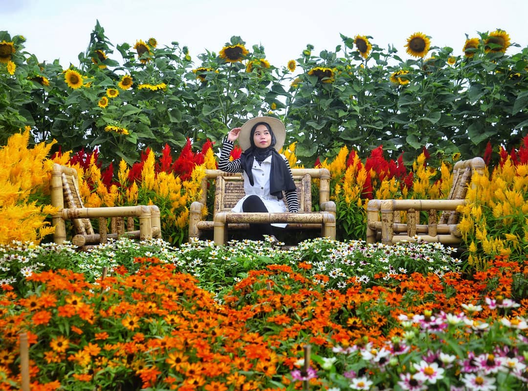 Serunya Berswafoto Ditengah Hamparan Bunga Warna Warni Resoinangun Garden 3