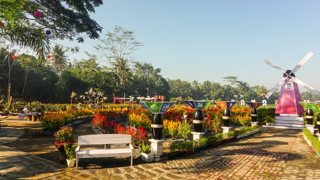 Cantiknya Taman Ramadanu, Kebun Bunga Celosia Hits di Magelang 8