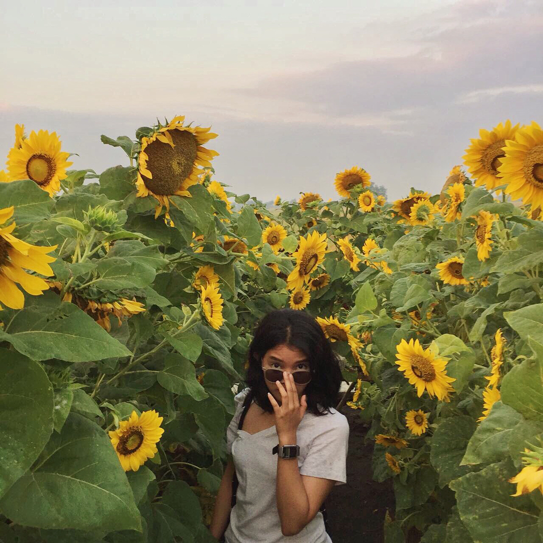 Serunya Berswafoto Ditengah Hamparan Bunga Warna Warni Resoinangun Garden 2