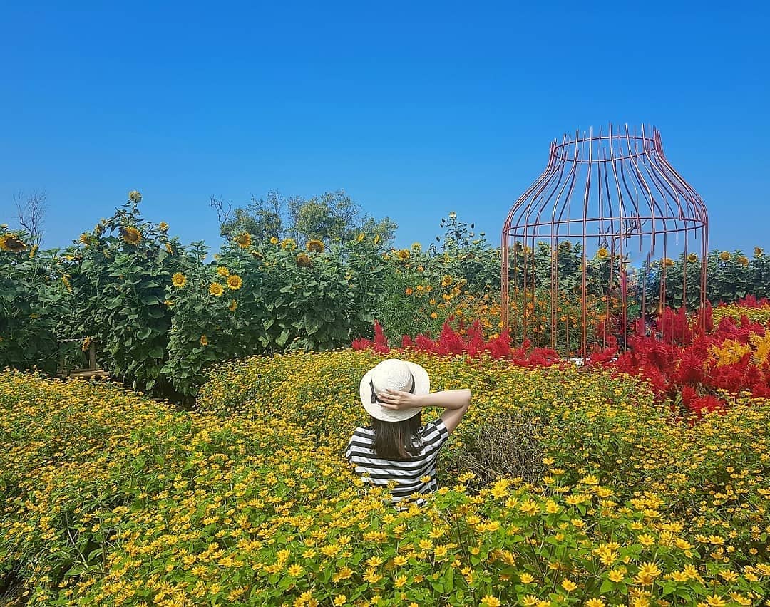 Serunya Berswafoto Ditengah Hamparan Bunga Warna Warni Resoinangun Garden 7
