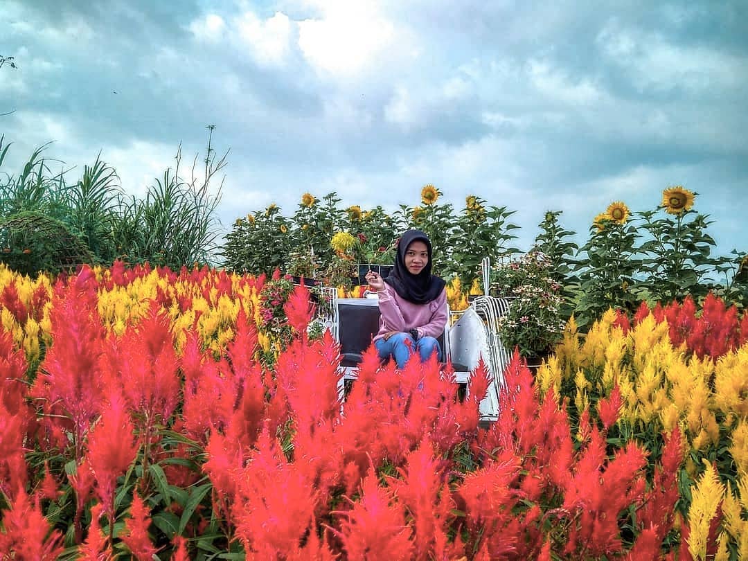 Serunya Berswafoto Ditengah Hamparan Bunga Warna Warni Resoinangun Garden 1