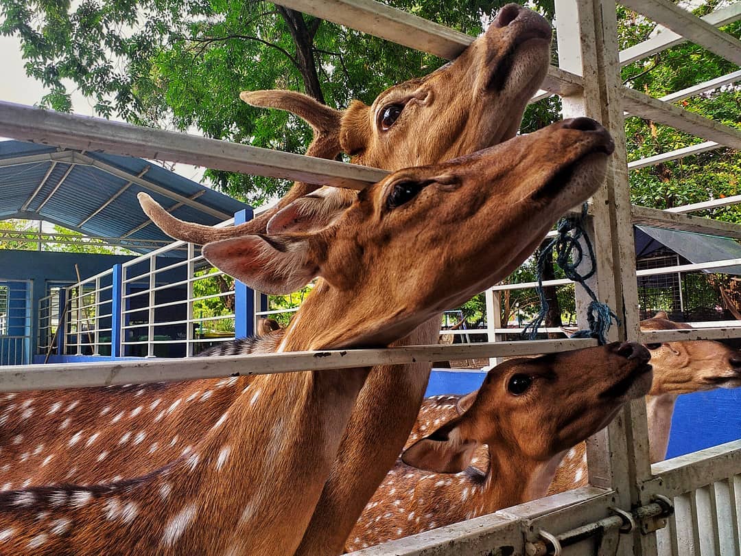 Taman Flora, Taman Kota Gratisan Dengan Fasilitas Super Lengkap di Surabaya 5