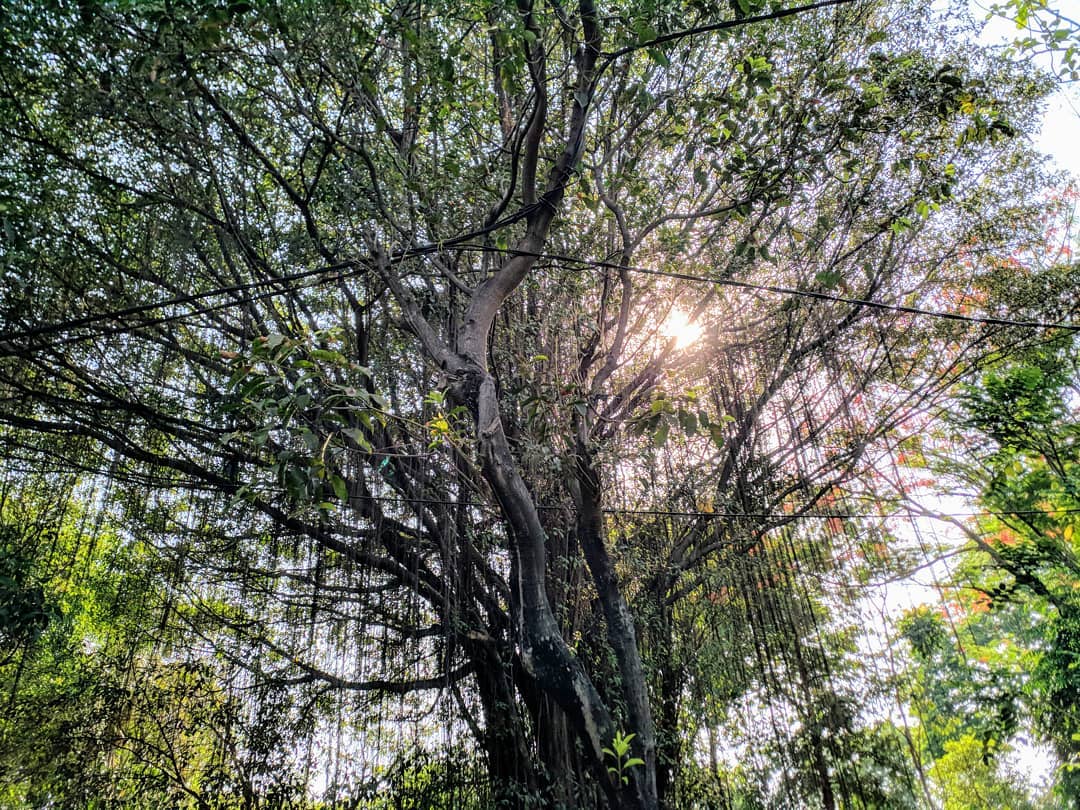 Taman Flora, Taman Kota Gratisan Dengan Fasilitas Super Lengkap di Surabaya 9