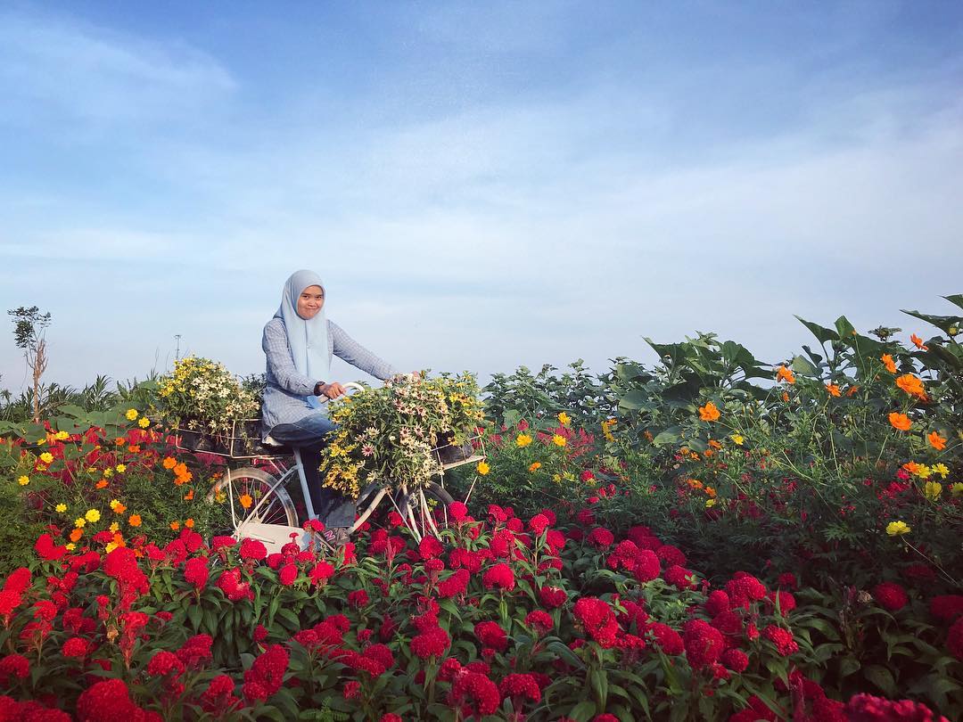 Serunya Berswafoto Ditengah Hamparan Bunga Warna Warni Resoinangun Garden 6