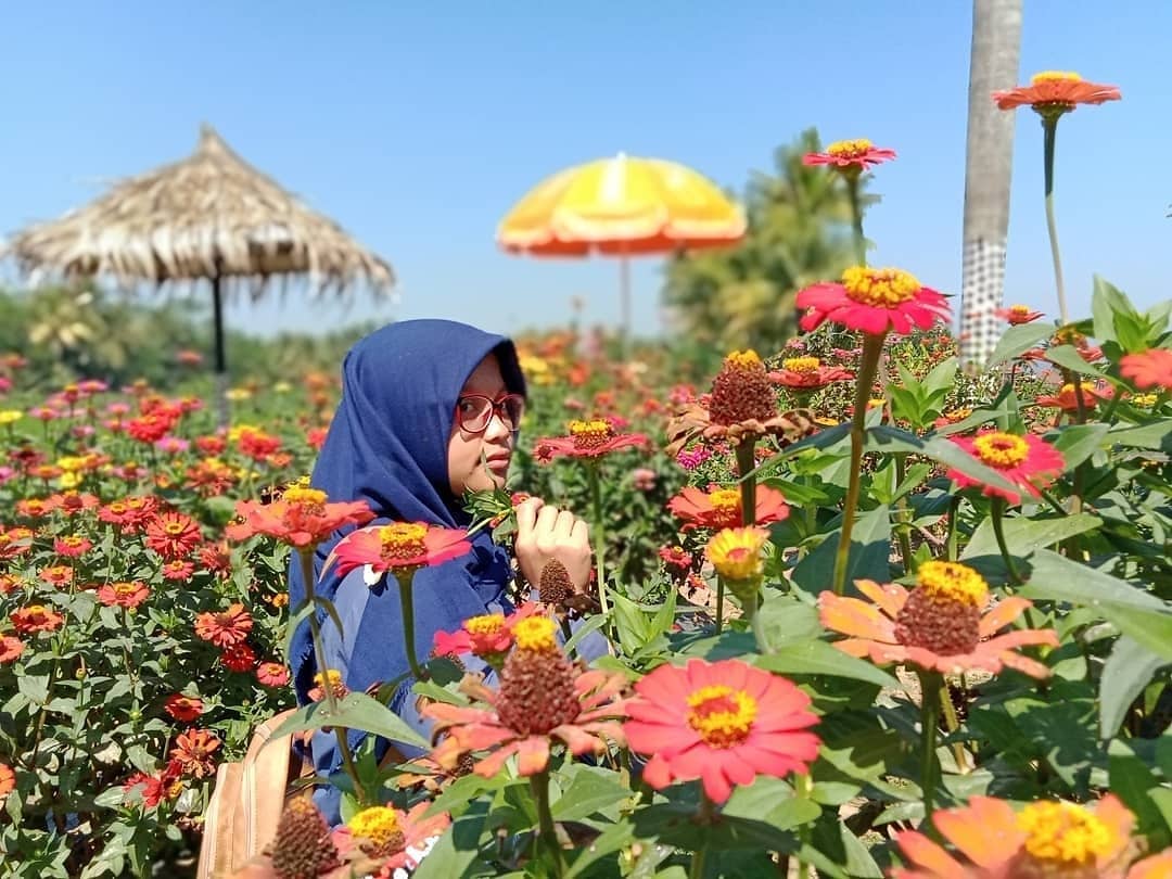Cantiknya Taman Ramadanu, Kebun Bunga Celosia Hits di Magelang 4