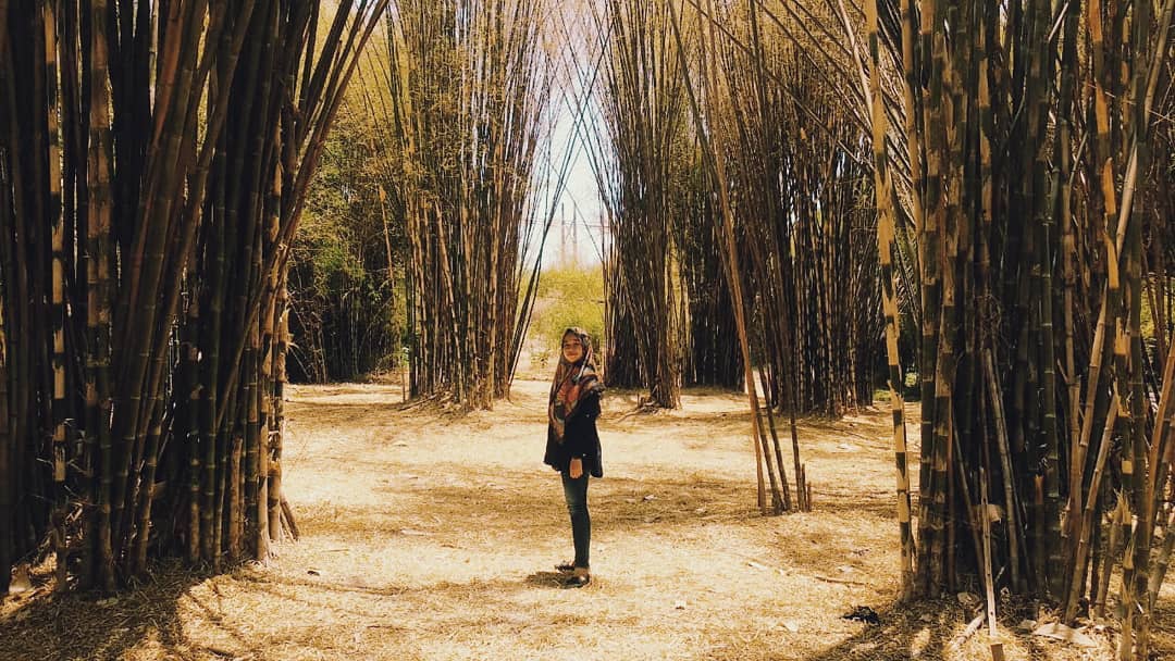 Hutan Bambu Surabaya, Cocok Untuk Foto Prewed 1