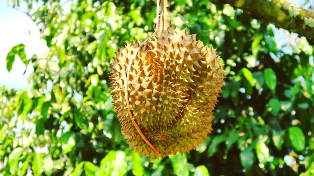 Warso Farm, Surga Wisata Para Pecinta Durian di Kota Bogor 9