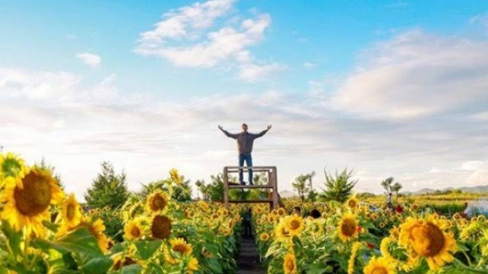Tak Hanya Cantik, 10 Kebun Bunga Matahari di Indonesia Ini Instagenic Banget 10