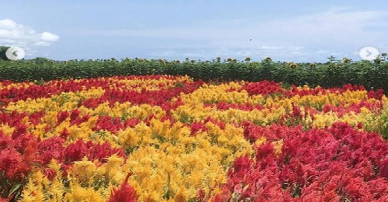 6 Taman Bunga Celosia di Jogja, Pilihan Tepat Buat Liburan 1 6 Taman Bunga Celosia di Jogja, Pilihan Tepat Buat Liburan 1