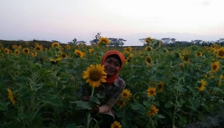 Tak Hanya Cantik, 10 Kebun Bunga Matahari di Indonesia Ini Instagenic Banget 5
