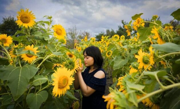 8 Kebun Bunga Matahari di Indonesia 7