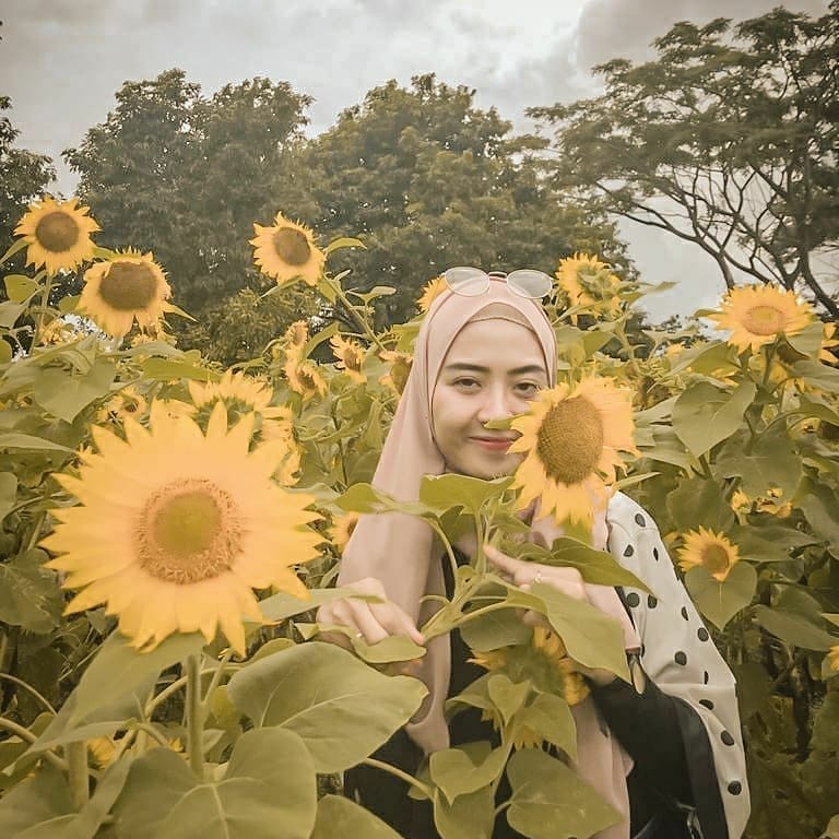 8 Kebun Bunga Matahari di Indonesia 9